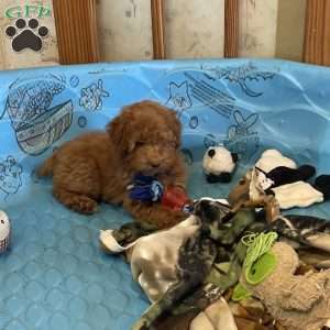 Patsy, Miniature Poodle Puppy