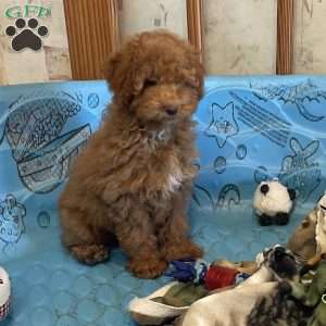 Patsy, Miniature Poodle Puppy