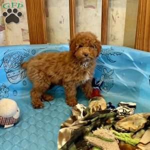 Patsy, Miniature Poodle Puppy