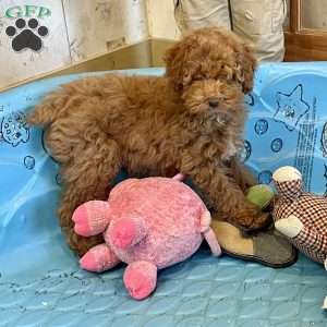 Patsy, Miniature Poodle Puppy