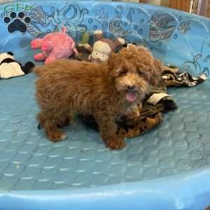 Perry, Miniature Poodle Puppy