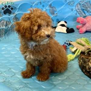 Perry, Miniature Poodle Puppy