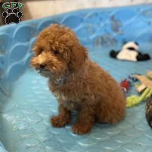 Perry, Miniature Poodle Puppy