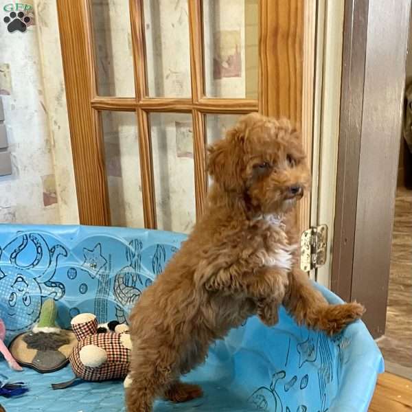 Parker, Miniature Poodle Puppy