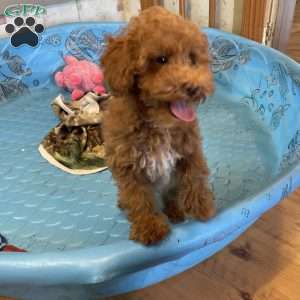 Parker, Miniature Poodle Puppy