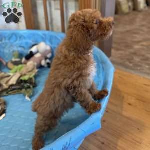 Parker, Miniature Poodle Puppy