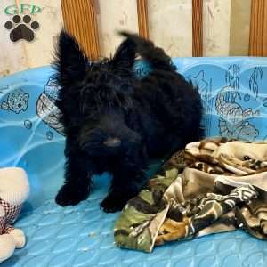 Morris, Scottish Terrier Puppy