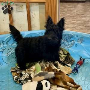 Morris, Scottish Terrier Puppy