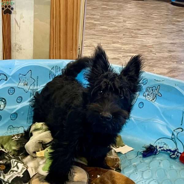 Morris, Scottish Terrier Puppy