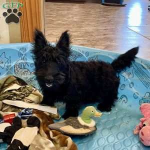 Morris, Scottish Terrier Puppy