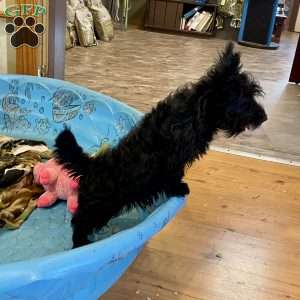 Morris, Scottish Terrier Puppy