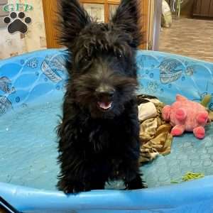 Morris, Scottish Terrier Puppy