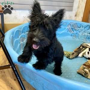 Morris, Scottish Terrier Puppy