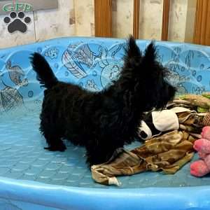 Morris, Scottish Terrier Puppy