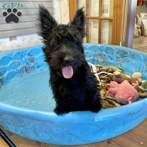 Morris, Scottish Terrier Puppy