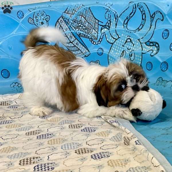 Davy, Shih Tzu Puppy