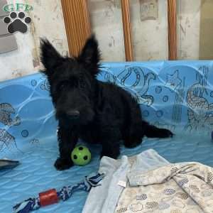 Mitchell, Scottish Terrier Puppy