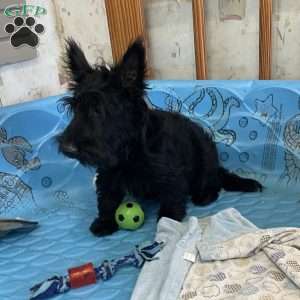 Mitchell, Scottish Terrier Puppy