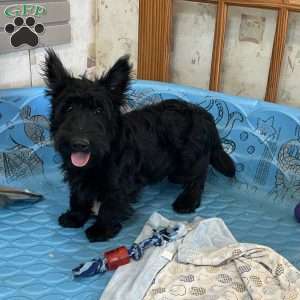 Mitchell, Scottish Terrier Puppy