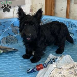 Mitchell, Scottish Terrier Puppy