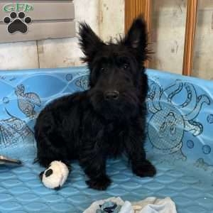 Mitchell, Scottish Terrier Puppy