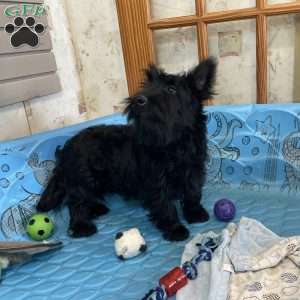 Mitchell, Scottish Terrier Puppy