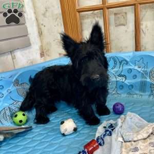 Mitchell, Scottish Terrier Puppy