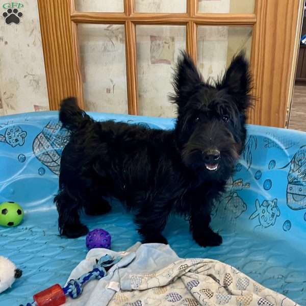 Mitchell, Scottish Terrier Puppy