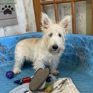 Marcus, Scottish Terrier Puppy