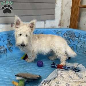 Marcus, Scottish Terrier Puppy