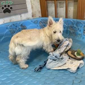 Marcus, Scottish Terrier Puppy