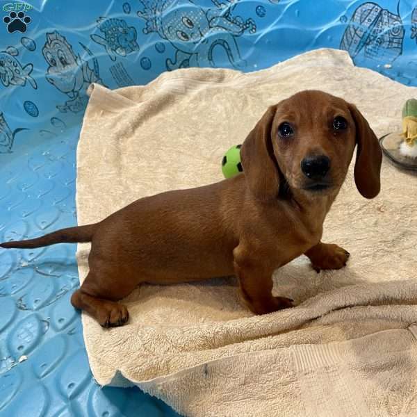 Bruce, Dachshund Puppy