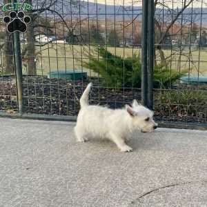 Javon, West Highland Terrier Puppy