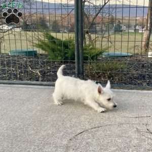 Javon, West Highland Terrier Puppy