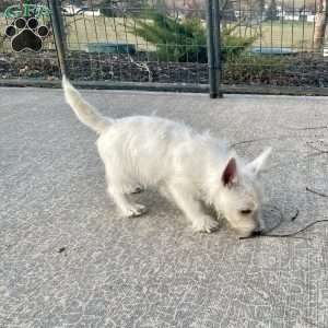 Javon, West Highland Terrier Puppy