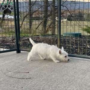 Javon, West Highland Terrier Puppy