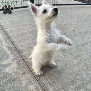 Javon, West Highland Terrier Puppy