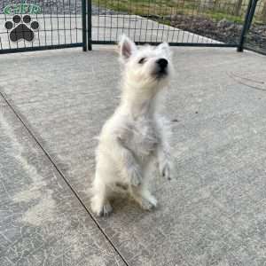 Javon, West Highland Terrier Puppy