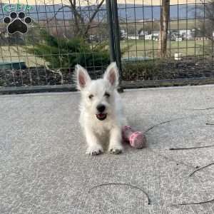 Javon, West Highland Terrier Puppy