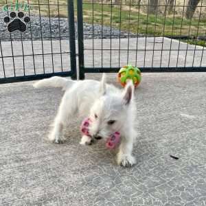 Javon, West Highland Terrier Puppy