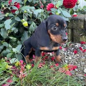 Beth, Dachshund Puppy