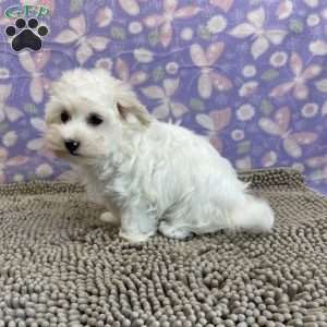 Charity, Coton de Tulear Puppy