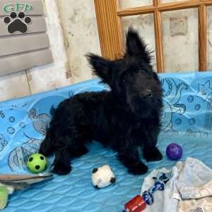 Mitchell, Scottish Terrier Puppy