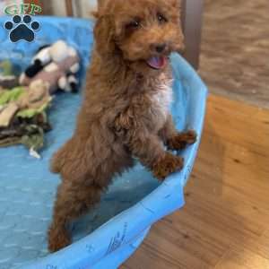 Parker, Miniature Poodle Puppy