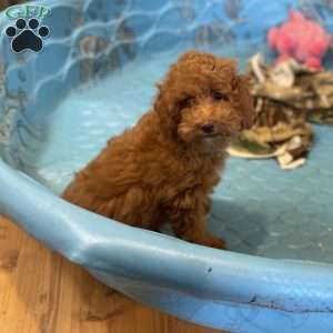 Parker, Miniature Poodle Puppy