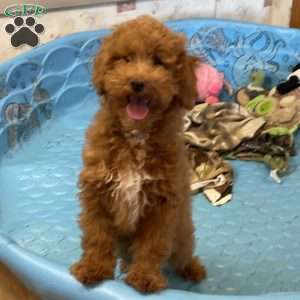 Parker, Miniature Poodle Puppy