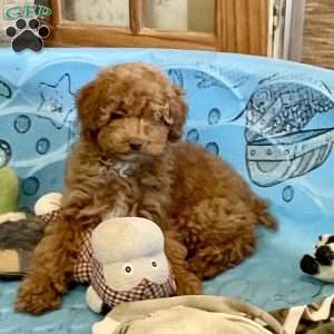 Patsy, Miniature Poodle Puppy