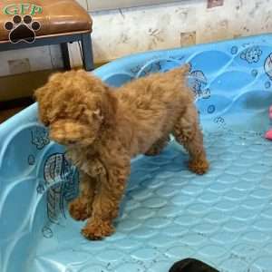 Patsy, Miniature Poodle Puppy