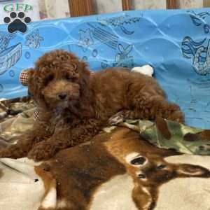 Peanut, Miniature Poodle Puppy