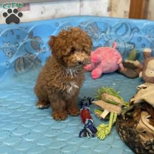 Perry, Miniature Poodle Puppy